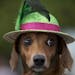 A dog is seen during the "Blocao" dog carnival in Rio de Janeiro, Brazil, Sunday, Feb. 16, 2014. About 100 dogs have had their day at a pre-Carnival b