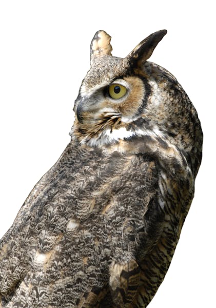 An adult Great Horned Owl. Photo by Jim Williiams