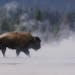 Yellowstone National Park / Steam rises from the Midway Geyser Basin as a bison makes its way across the thermal area. The animals and thermal areas a