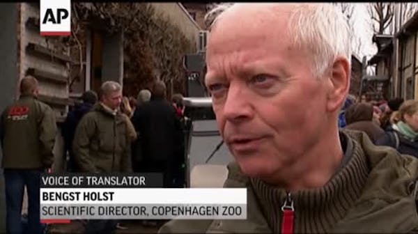 Denmark zoo faces backlash over killing giraffe