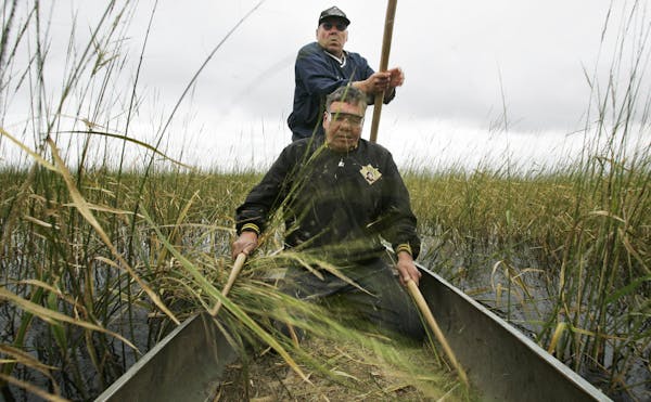 At the White Earth Land Recovery Project facility, brothers Wayne (sitting) and Gordon Stevens harvest some wild rice on lower Rice Lake.