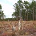 At a conservation corridor experiment in South Carolina, Photo credit: Lars Brudvig University of Wisconsin-Madison postdoctoral researcher Dirk Baker