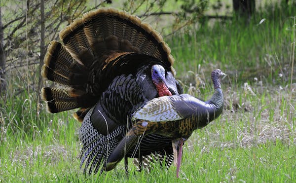 This adult male strutted for an inflatable hen turkey decoy, the most universal of all turkey decoys.