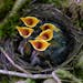 Blackbird nestlings (Turdus merula) beg for food as they sit in a nest in Lofer, Austrian province of Salzburg, Saturday, May 24, 2014.The breeding se