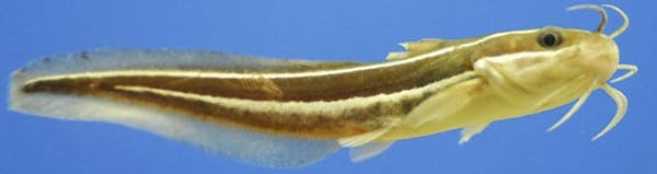 A Japanese Catfish, Plotosus japonicas, in an undated handout photo. Japanese sea catfish are able to detect minute changes in seawater acidity, helpi