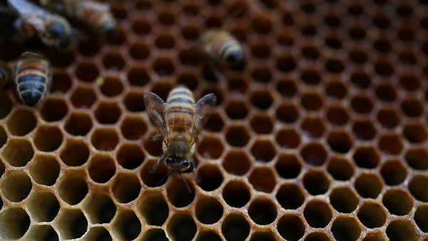 Bees at a tipping point
