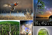 State of Wonders: A wild world blooms in northwestern Minnesota