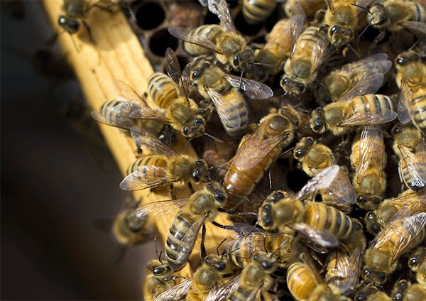Shorewood passes state's first 'bee-safe' policy