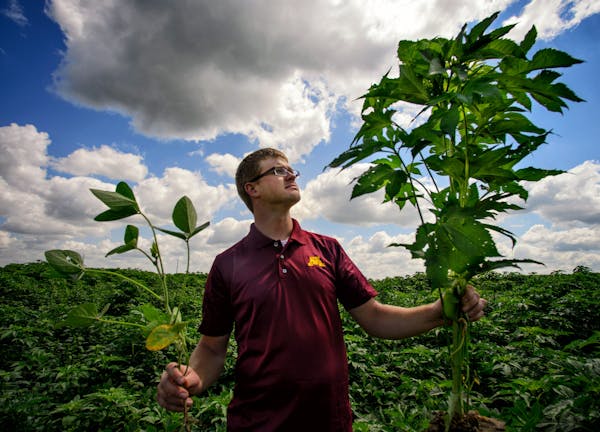 U graduate student Jared Goplen’s research focuses on giant ragweed, a “superweed” resistant to common herbicides.