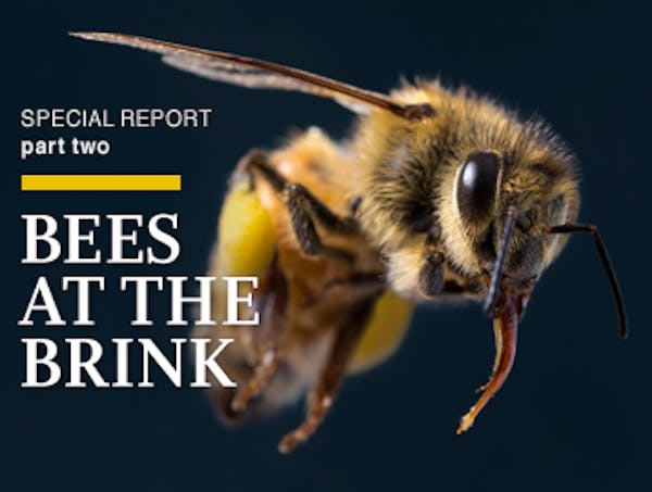 Special report: Bees at the Brink