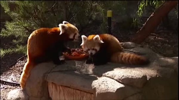 Twin red panda cubs make public debut