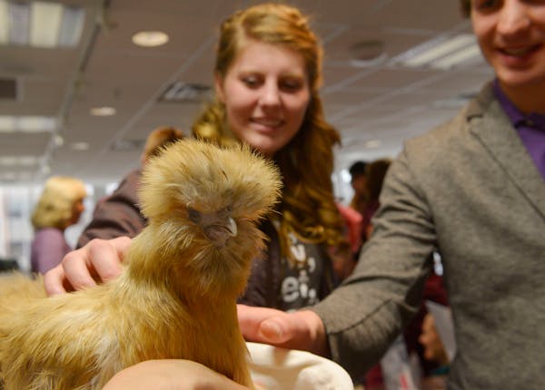University of Minnesota students Cally O'Neil and Brian Hanson pet and 'de-stress' with Woodstock, a 6-year-old silkie chicken, at PAWS (Pet Away Worr