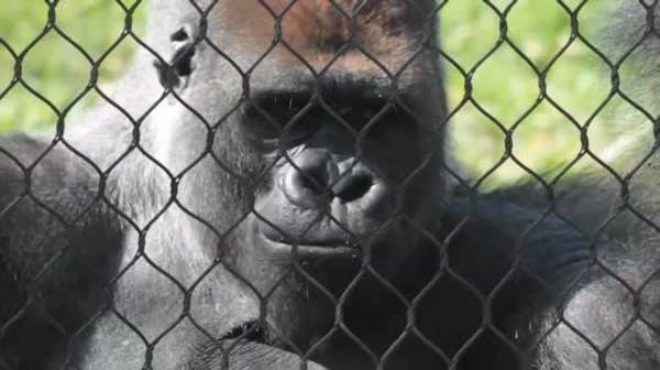 Como Zoo primates go ape over harp music