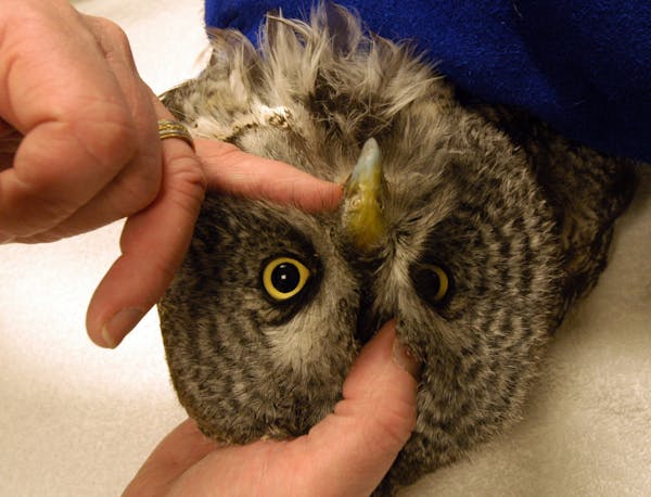 Dr. Patrick Redig, co-founder of the Raptor Center, pointed out where this gray owl’s beak needed repair.
