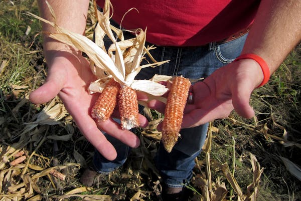 Corn husks and cobs stripped of their kernels are the raw material for a new cellulosic ethanol plant in Emmetsburg, Iowa. The material is collected i