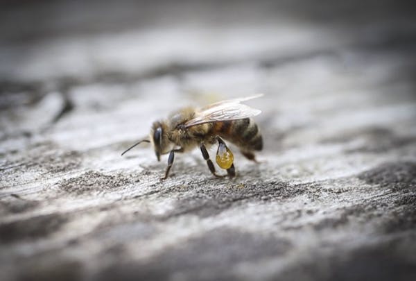 A bee with resin on her leg photographed on August 8, 2014, in St. Paul, Minn.