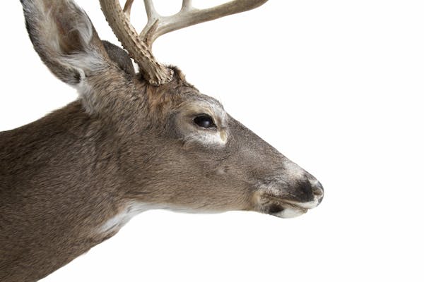 Measurement strategies and clashing population data over several years have called factors in a smaller deer population into question.
