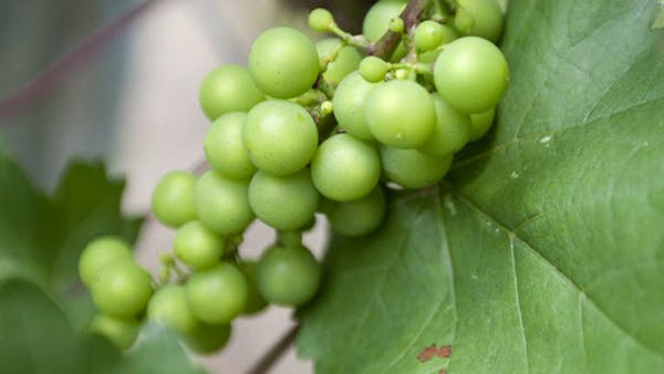 What's eating Minnesotans? #grapegate uproar
