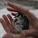 A participant released a downy woodpecker after volunteers banded it or checked for a band (like an avian ID bracelet), weighed it and recorded other 