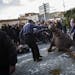 Men try to pick up a horse knocked down after falling exhausted during a parade along a street of Caldas de Montbui, as they celebrate the feast of Sa