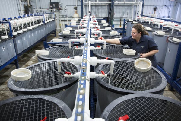 Animal research technician Leda Mox changes the feed in the shrimp tanks at Cargill’s aquaculture lab in Elk River, where the company is expanding.