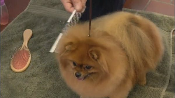 Westminster dog show begins in NYC