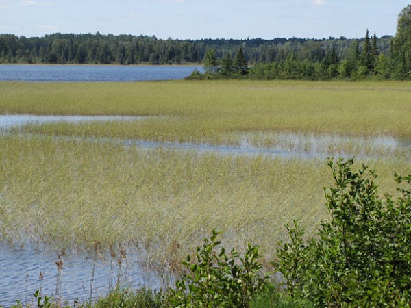 March 25: New rules shift debate on wild rice, mining controversy