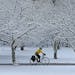 A biker made his way along Minnehaha Parkway where the overnight snowfall blanketed the trees, Monday, March 23, 2015 in Minneapolis, MN.