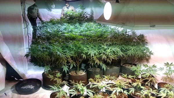 A raid near Duluth netted a substantial amount of marijuana and the tools for growing the drug.