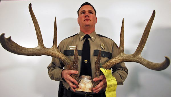 A trophy 8-point buck deer. was recently shot by bow and arrow hunter Troy Reinke in Goodhue County. Reinke has been charged with poaching. Minnesota 