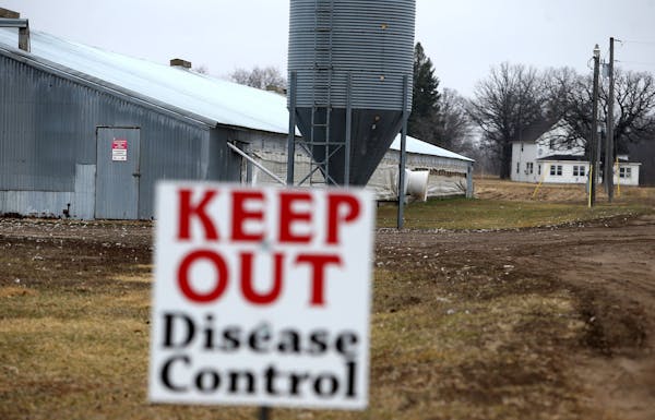 A turkey farm in Melrose, Minn., took precautions against the bird flu.