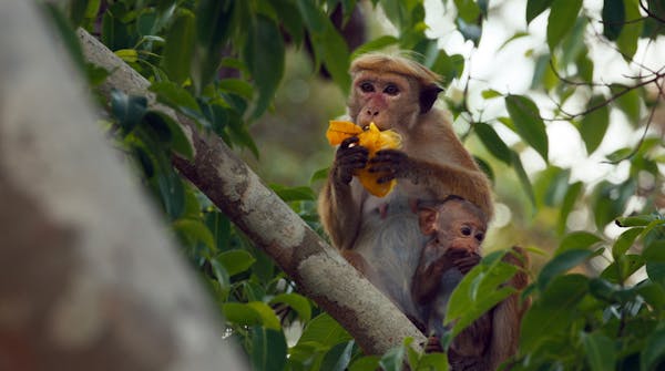 Trailer: 'Monkey Kingdom'