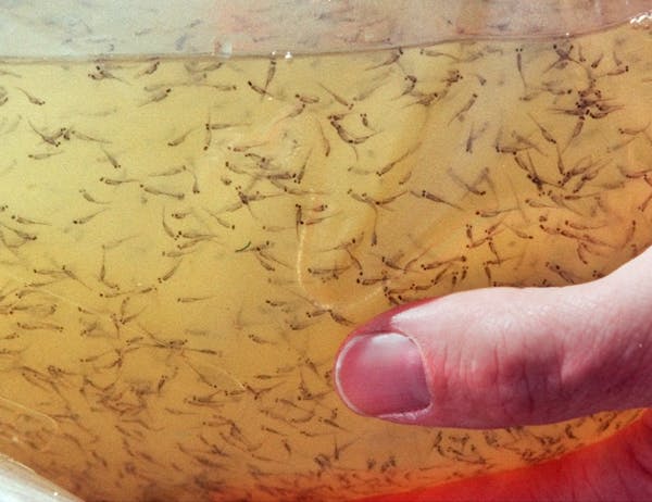 These were among the millions of tiny walleye fry that were dumped into Upper and Lower Red Lake in 1999 to help the lake recover from overfishing.