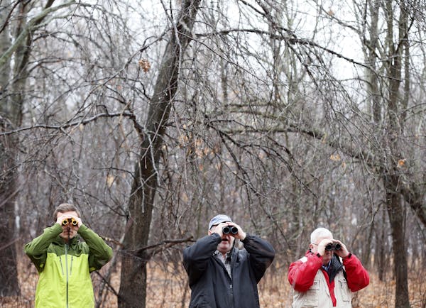 From left, Ben Hansen, Jeremy Powers and Kent Buell were among the bird-watchers at Springbrook Nature Center in Fridley one morning last week.