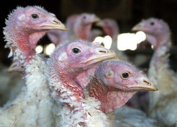 FILE - In this Nov. 2, 2005 file photo, turkeys are pictured at a turkey farm near Sauk Centre, Minn. A bird flu strain thatís deadly to poultry has 