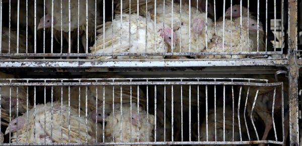 Twenty-nine Jennie-O suppliers have been hit by the bird flu, 14 of them company-owned. As of Thursday, 45 of 600 commercial farms in Minnesota had be