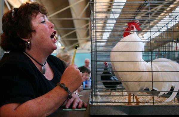 Poultry exhibits, like this Rooster Crowing Contest at the 2003 Minnesota State Fair, have been canceled this year at the state and county fairs becau