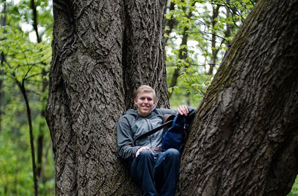 Richard Tsong-Taatarii rtsong-taatarii@startribune.com
Big-tree hunter Riley Smith tracked down the state's biggest butternut tree in a Roseville park