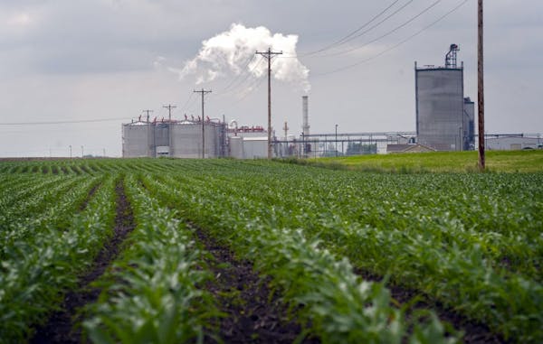 Young corn plants grow next to the Guardian Energy ethanol plant in Janesville, Minnesota.