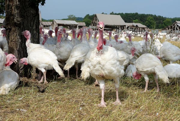 Turkeys at Ferndale Market are raised free-range style.