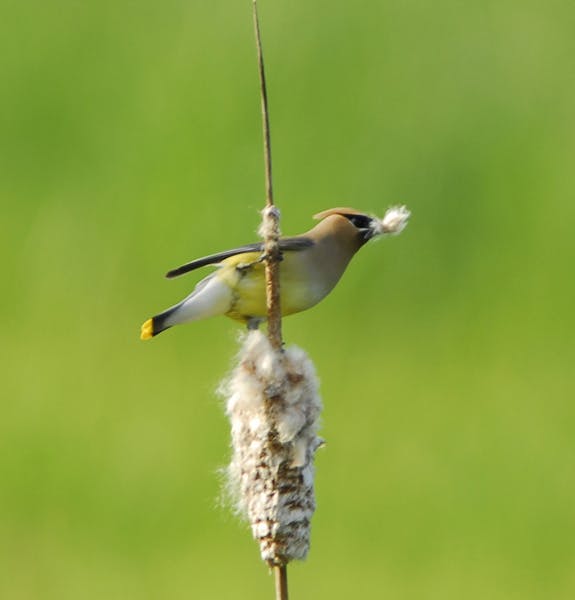 Cattail down will make a soft lining for a cedar waxwing nest.