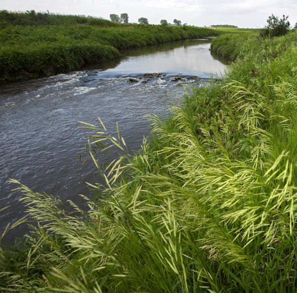 A buffer strip of grass, trees along the Rock River west of Edgerton filters runoff.
