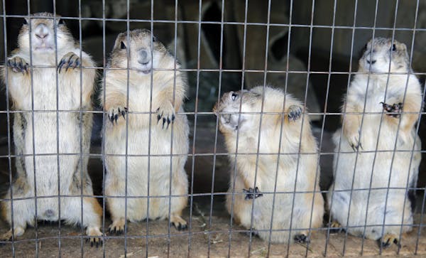 The existence of Fur-Ever Wild, a Lakeville-area fur farm and petting zoo, has brought numerous complaints from its rural Dakota County neighbors.