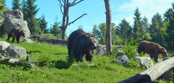 The grizzly bear exhibit has reopened at the Minnesota Zoo.