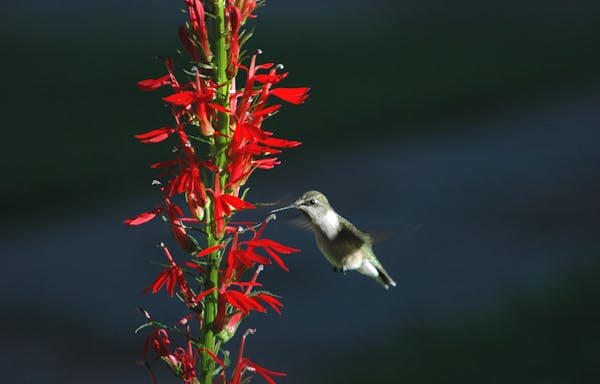 Planting salvia is your best chance at drawing in hummingbirds.