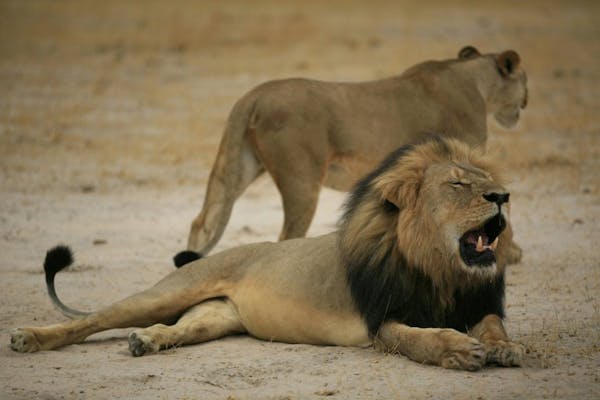 Much-loved Zimbabwean lion "Cecil," pictured on October 21, 2012.