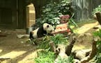 World's oldest panda in captivity marks birthday