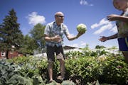 Fred Haberman got some help from Eileen Otto in harvesting organic cabbage last week at his plot in Delano. Growing organics is one of Haberman’s pa