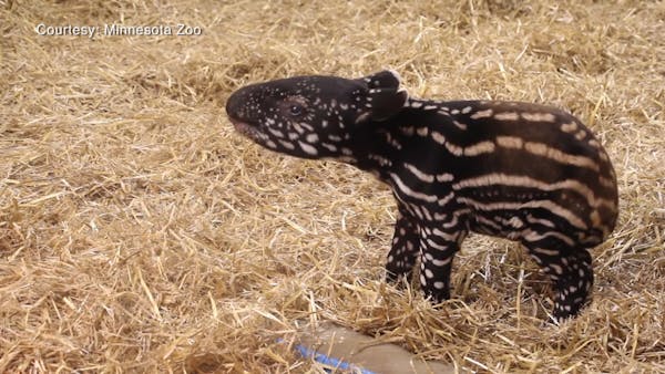 Minnesota Zoo celebrates the birth of baby tapir