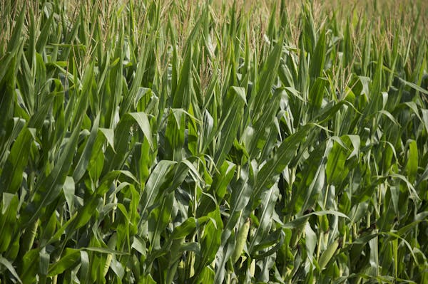 Minnesota is fourth in the nation in corn production by state.